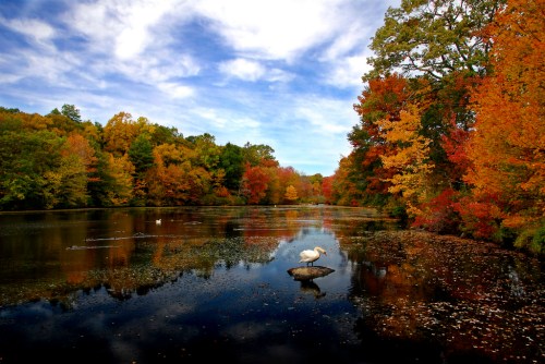 A serene pond surrounded by vibrant autumn foliage, with a swan perched on a rock under a blue sky.