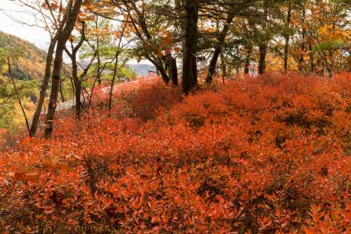 A vibrant landscape of orange foliage and trees, showcasing the beauty of autumn in a serene natural setting.