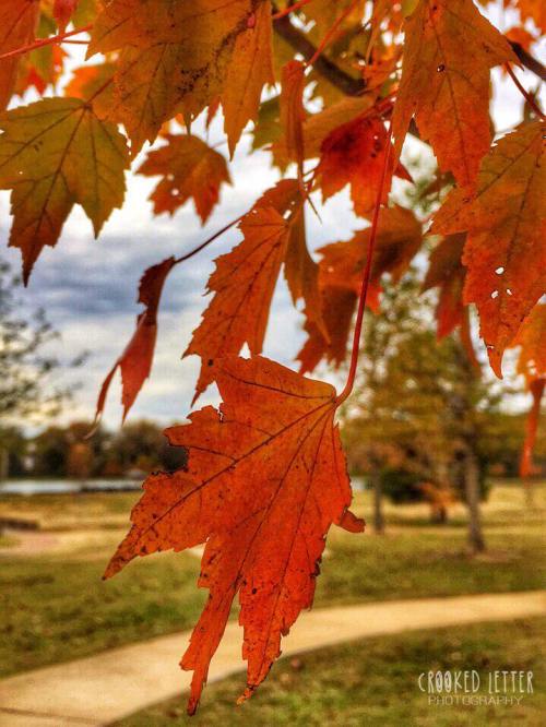 Close-up of vibrant orange autumn leaves hanging from a branch, with a blurred park background.