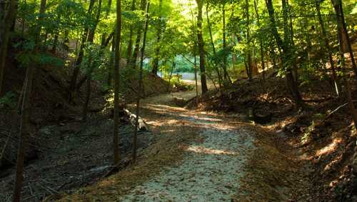 A serene forest path surrounded by lush green trees and dappled sunlight filtering through the leaves.