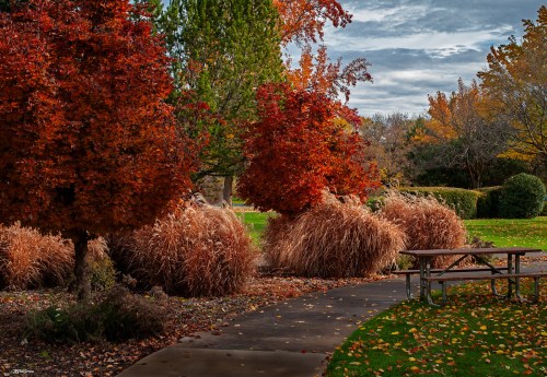 A park scene with vibrant autumn trees and tall grasses lining a winding path, under a cloudy sky.