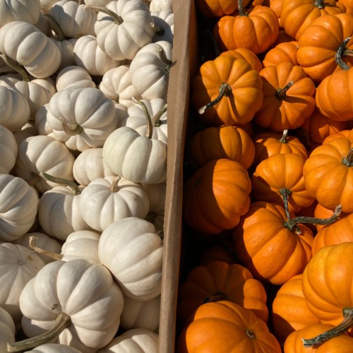 A split display of white and orange pumpkins in a market setting, showcasing their vibrant colors and shapes.