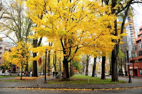 A vibrant park scene with tall trees displaying bright yellow leaves, surrounded by city buildings and fallen leaves on the ground.