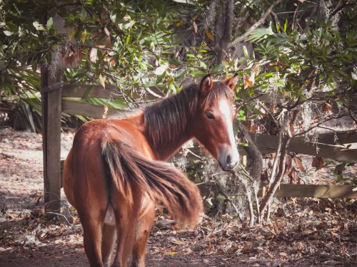 A brown horse stands in a wooded area, turning its head to look back, surrounded by greenery and fallen leaves.