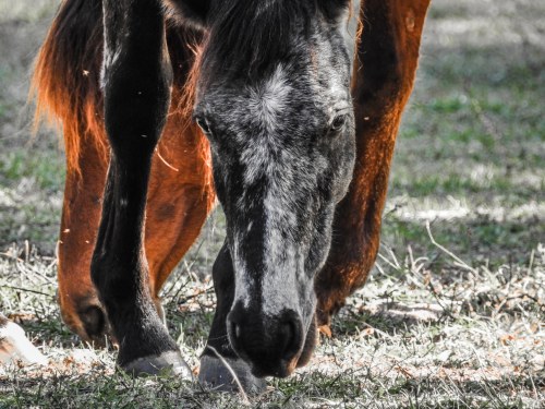 A close-up of a horse grazing on grass, showcasing its dark coat and distinctive markings.
