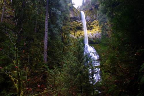 A serene waterfall cascades down a moss-covered cliff, surrounded by lush green trees in a tranquil forest setting.
