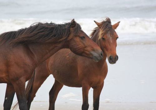 Two horses with flowing manes stand on a beach, facing each other with waves in the background.