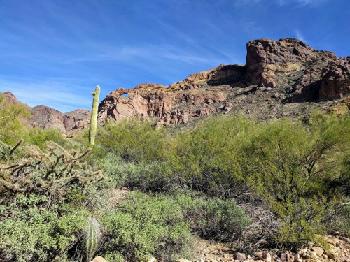 A desert landscape featuring cacti, green shrubs, and rocky mountains under a clear blue sky.