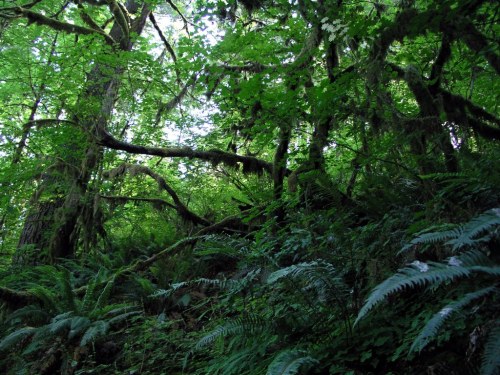 Lush green forest with dense trees and ferns, creating a vibrant, shaded natural environment.