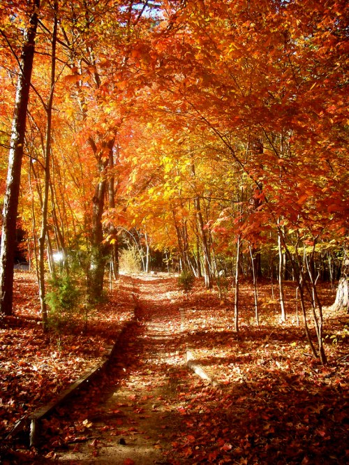A serene path through a forest of vibrant autumn leaves in shades of orange and red.
