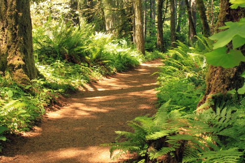 A winding dirt path through a lush green forest, surrounded by tall trees and ferns. Sunlight filters through the leaves.