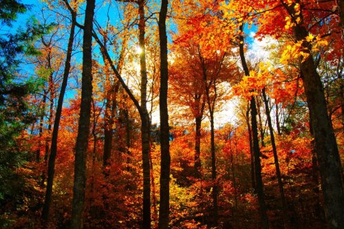 Vibrant autumn forest with tall trees displaying bright orange and yellow leaves against a blue sky.