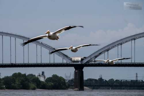 Three pelicans fly over a river beneath a large arch bridge, with trees and a cloudy sky in the background.