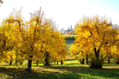 A vibrant orchard filled with golden-yellow trees under a bright sky, showcasing autumn foliage.