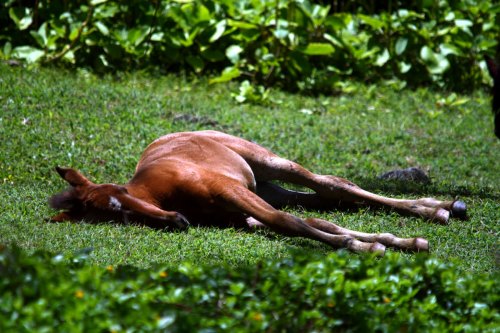 A young horse lies on its side in a grassy area, surrounded by greenery.