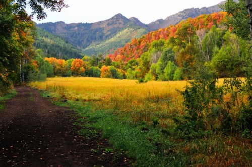 A scenic landscape featuring a dirt path through vibrant autumn foliage and rolling hills in the background.