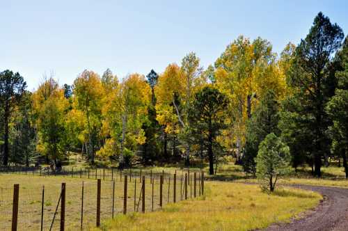 A scenic view of a grassy area with a fence, surrounded by trees displaying vibrant autumn colors under a clear blue sky.