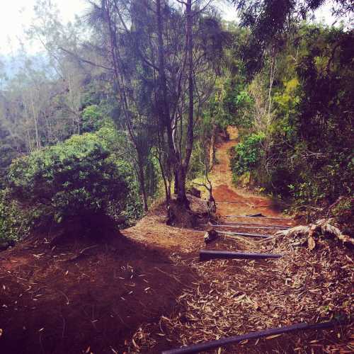 A winding dirt path through lush greenery, flanked by trees and shrubs, leading into a serene forested area.