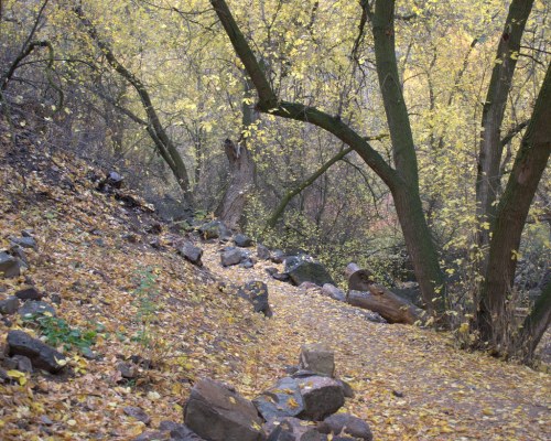 A winding path through a forest with yellow leaves and scattered rocks, creating a serene autumn landscape.