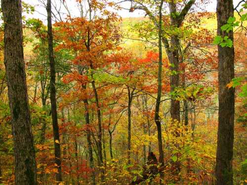 A vibrant forest scene showcasing trees with autumn leaves in shades of orange, yellow, and green.