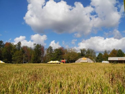 A sunny field of corn with a blue sky and fluffy clouds, featuring a barn and tents in the background.