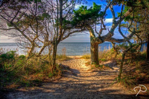 A sandy path leads through trees to a serene beach and calm ocean under a blue sky.
