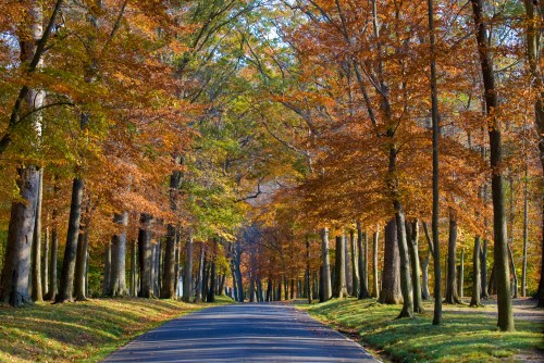 A serene road lined with trees displaying vibrant autumn foliage in shades of orange and yellow.