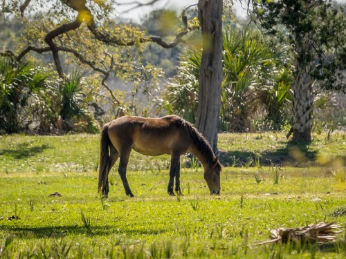 A brown horse grazes on green grass in a sunny, open field surrounded by trees and shrubs.