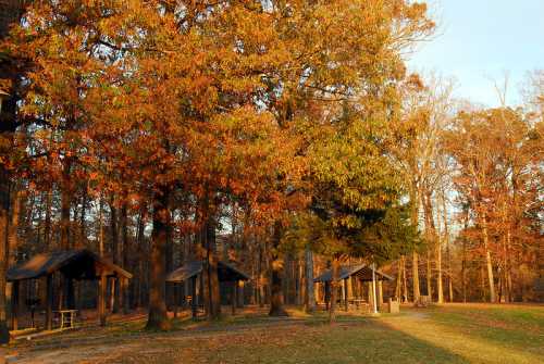 Autumn scene with colorful trees and picnic shelters in a wooded area, bathed in warm sunlight.