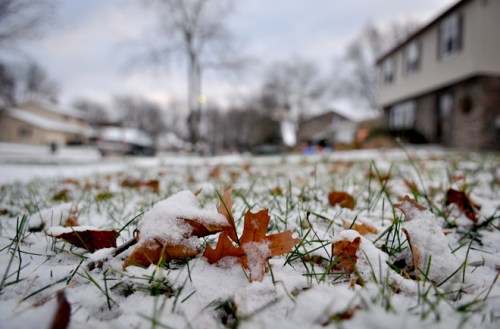 A snowy yard with scattered autumn leaves, showcasing a blend of winter and fall in a suburban neighborhood.
