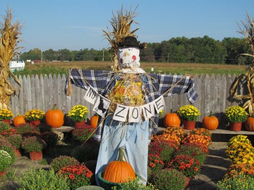 A cheerful scarecrow in a plaid shirt stands among colorful flowers and pumpkins, with a sign reading "MIZ ZONE."