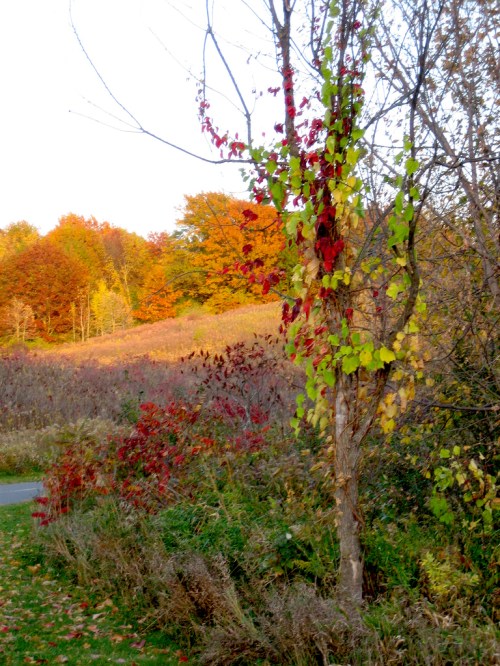A scenic view of a tree with vibrant autumn leaves in shades of red and yellow, surrounded by colorful foliage.