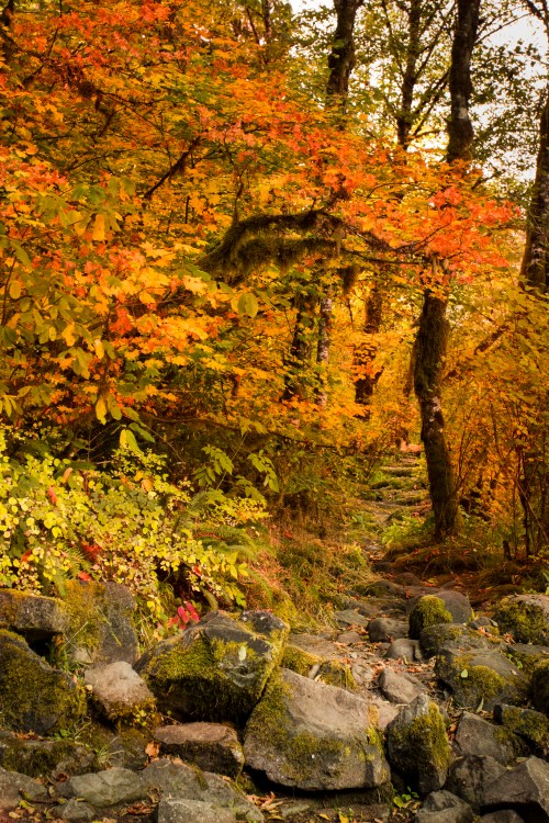 A scenic path through vibrant autumn foliage, featuring orange and yellow leaves and moss-covered rocks.