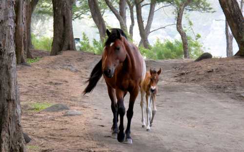 A brown horse walks along a dirt path with a foal beside it, surrounded by trees in a serene setting.