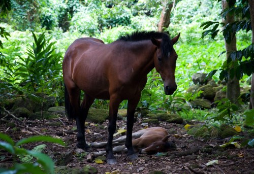 A brown horse stands beside a sleeping foal in a lush, green forest setting.