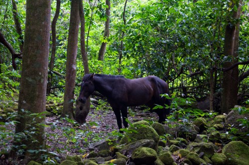 A black horse stands among lush green trees and moss-covered rocks in a dense forest.