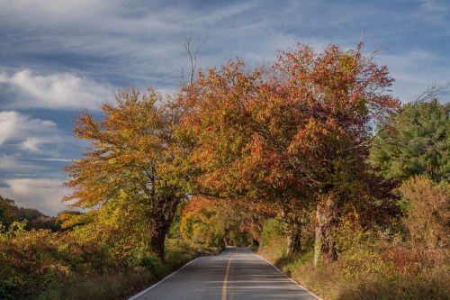 A scenic road lined with vibrant autumn trees under a cloudy sky.