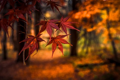 Vibrant red maple leaves against a blurred autumn forest background, showcasing fall colors.