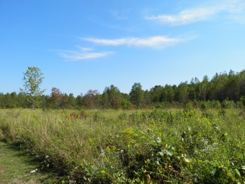 A sunny landscape featuring a grassy field with scattered trees and a clear blue sky.