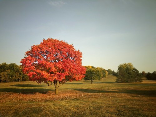 A vibrant red tree stands alone in a grassy field, surrounded by green trees under a clear sky.