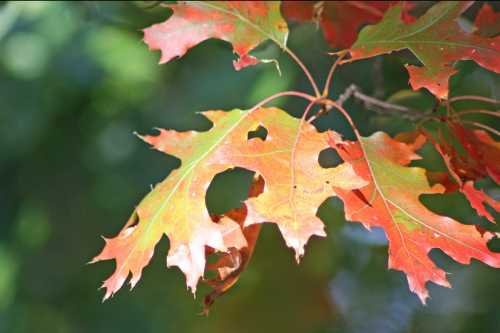 Close-up of vibrant autumn leaves with red and orange hues, showcasing unique shapes and textures against a blurred background.