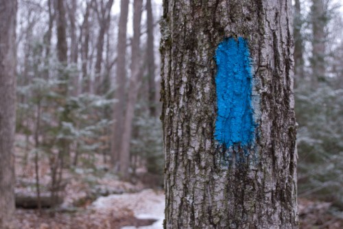 A close-up of a tree trunk marked with a bright blue blaze, surrounded by a winter forest landscape.