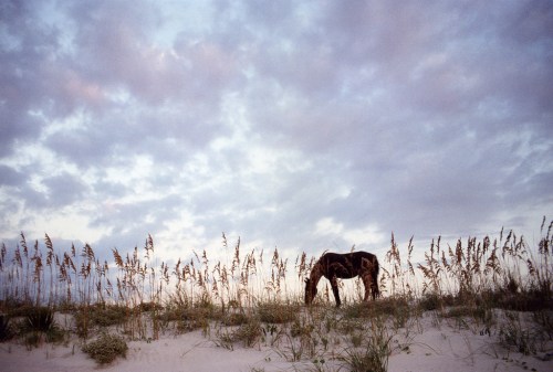 A horse grazes in a grassy area with tall grass against a cloudy sky at dusk.