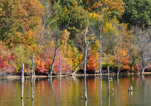 Colorful autumn foliage reflects in calm water, with bare trees and stumps emerging from the lake's surface.