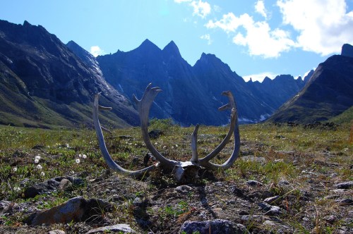 A deer antler rests on grassy terrain with rugged mountains and a blue sky in the background.