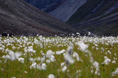 A field of white cotton grass blooms in a valley surrounded by mountains, with a soft focus on the foreground.