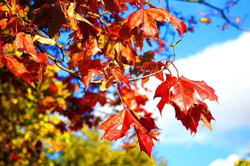 Vibrant red maple leaves against a bright blue sky with fluffy white clouds.