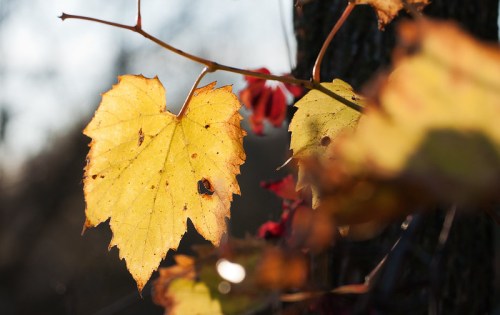 Close-up of a yellow leaf with spots, hanging on a branch, with blurred red flowers and sunlight in the background.