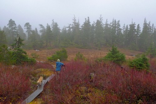 A person in a blue jacket walks a dog along a boardwalk through a misty, colorful marshland with trees in the background.