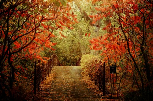 A serene pathway through trees with vibrant autumn leaves, leading to a bridge in a peaceful, colorful forest.
